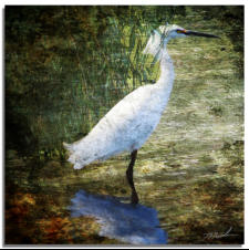 Egret Reflections - Textured Image
