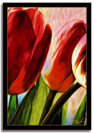 Three Tulips 
