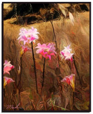 Naked Ladies in the Wild  