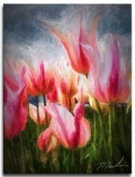 Marilyn Monroe Tulips  