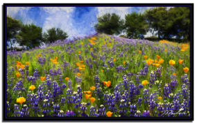 Poppies & Lupine Oh My 