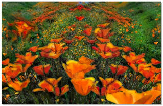 Poppies Galore