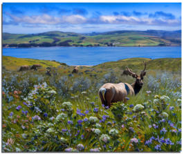 Tomales Point Tule Elk