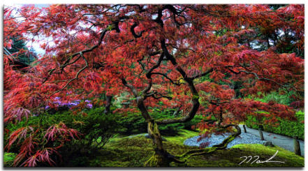 Japanese Maple