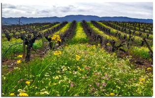 Spring Vineyards