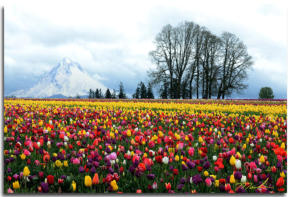 Tulip Fields beneath Mt Hood