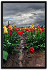 Stormy Tulips