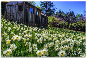 Daffodil Hill