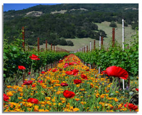 Poppies in the Vineyard