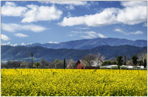 Red Barn Mustard