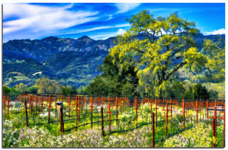 Calistoga Spring Oak
