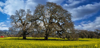 Two Oaks and a Red Barn