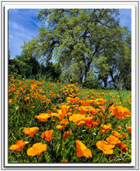 Poppies & Oak