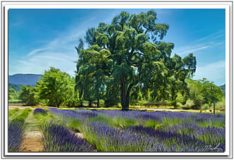 Lavender Fields Kenwood