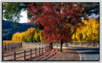 Fall Mapels 