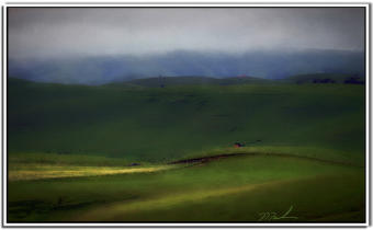Foggy Day in Valley Ford