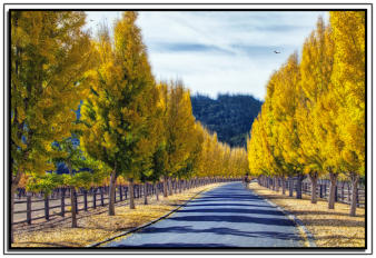 Golden Driveway