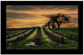 Sunset Vineyard