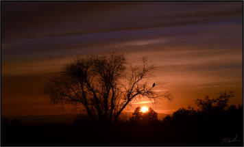 Sunset Hawk