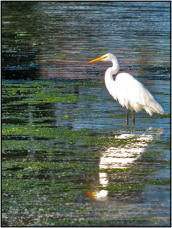 Egret Reflections