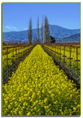 Mustard Row