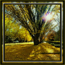 Golden Ginkgo