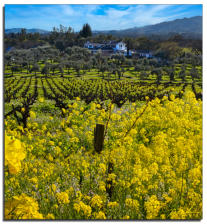 Olives Vines Mustard @ BR Cohn Winery 