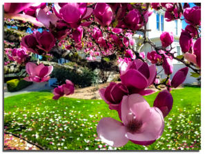 Tulip Tree in Bloom