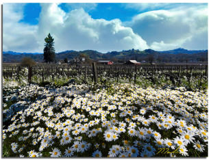 Redwood Tree & Chamomile Vineyard 