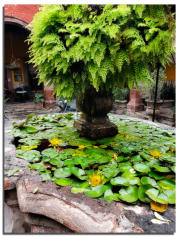 Maidenhair Fountain
