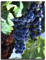 Painted Grapes 8x10 on canvas