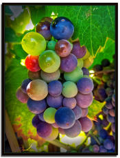 Rainbow Chardonnay 10x13 on canvas