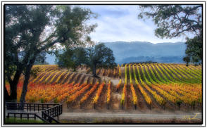 Staged Vineyards 11x14 on canvas