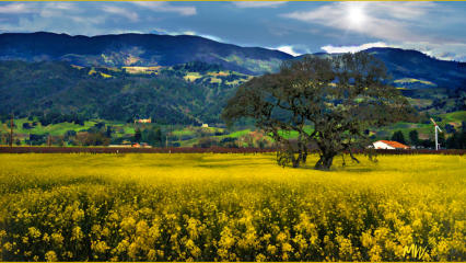 St Helena Mustard (24x38 on canvas)