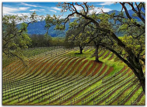 Oaks & Rows 16x20 canvas