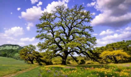 Valley Oak